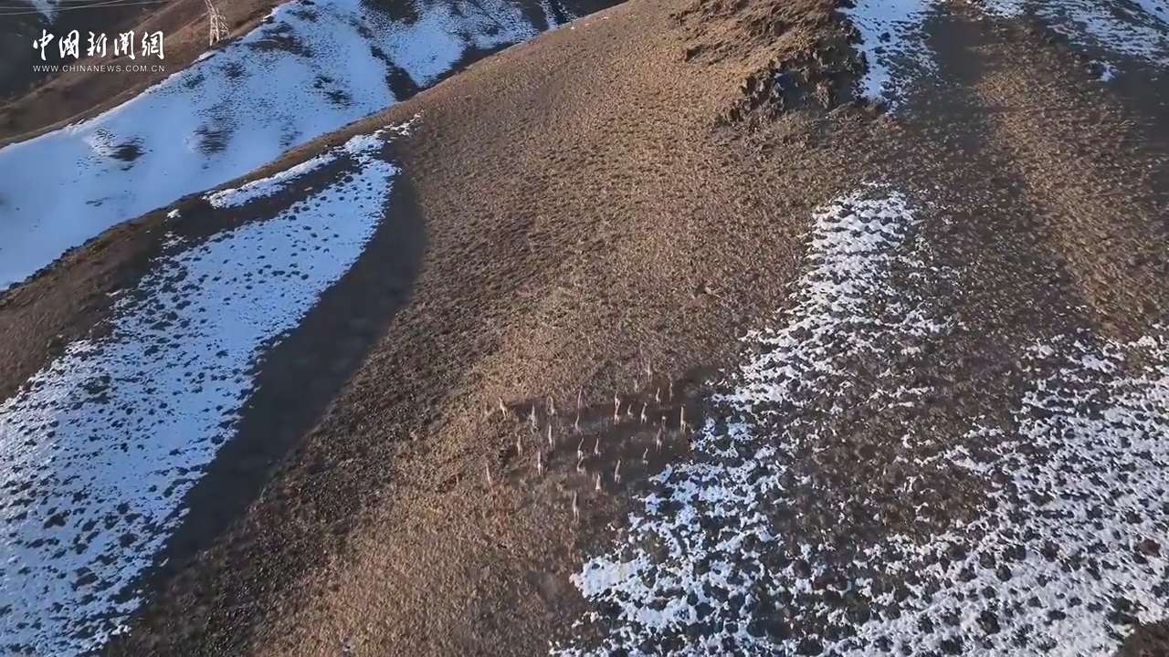 百余只北山羊现身巴音布鲁克山区